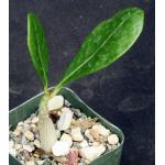 Adenium dhofarense (Oman) 2-inch pots
