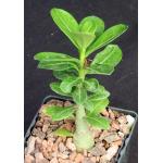 Adenium multiflorum 4-inch pots