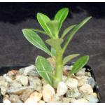 Adenium obesum cv Merrylynns White 2-inch pots