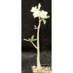Adenium obesum cv Merrylynns White 5-inch pots