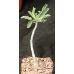 Adenium swazicum 4-inch pots