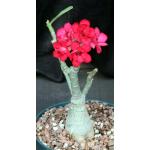 Adenium obesum cv Tropica Double-Red 168 8-inch pots