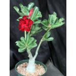 Adenium obesum cv Tropica 236 6-inch pots