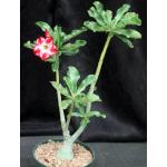 Adenium obesum cv Tropica 322 6-inch pots
