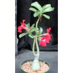Adenium obesum cv Tropica 354 6-inch pots