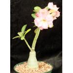 Adenium obesum cv Tropica Double-Pink 47 6-inch pots