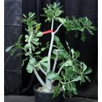 Adenium 6-20 4-gallon pots