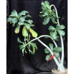 Adenium 776 x 1094 8-inch pots