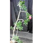 Adenium 827 x 927 4-gallon pots