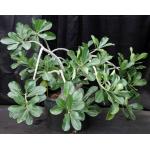 Adenium 936 x 403 5-gallon pots