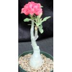 Adenium obesum cv Tropica BA-11 6-inch pots