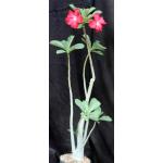 Adenium obesum cv Tropica GG x 403 6-inch pots