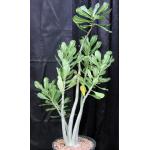 Adenium GG x 978 5-gallon pots