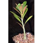 Adenium cv ‘Lily' x 286 x crispum one-gallon pots