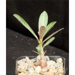 Adenium cv 'Lily' x 286 x crispum 2-inch pots