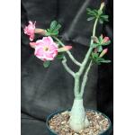 Adenium obesum cv VB-288 Double Whirl 6-inch pots