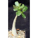 Adenium arabicum cv Black Knight x self 5-inch pots