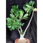 Adenium arabicum hybrid 1094 x 776 8-inch pots
