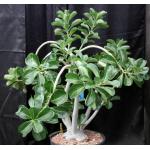 Adenium GG x GR 5-gallon pots