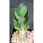 Adenium arabicum 2-inch pots