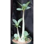 Adenium arabicum 8-inch pots