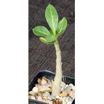 Adenium arabicum cv Black Giant x self 2-inch pots