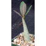 Adenium arabicum cv Black Giant x self 4-inch pots