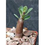 Adenium arabicum cv 'Fat Guy' x self 3-inch pots