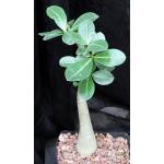 Adenium arabicum cv Fat Guy x self one-gallon pots