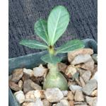 Adenium arabicum cv Fat Guy x self 3-inch pots