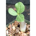 Adenium arabicum cv Hansote Dwarf 3-inch pots