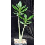 Adenium arabicum cv 'Golden Crown' 4-inch pots