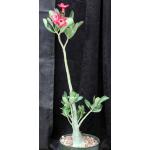 Adenium arabicum x obesum 8-inch pots