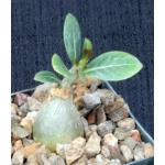 Adenium arabicum cv Fat Guy x self 3-inch pots