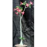 Adenium obesum cv Black Ruby x self 8-inch pots
