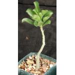 Adenium boehmianum cv Raspberry Pastel 4-inch pots