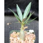 Adenium crispum x arabicum 2-inch pots