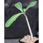 Adenium cv Arabian Ruby x self 5-inch pots