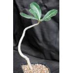 Adenium cv Arabian Ruby one-gallon pots