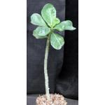 Adenium cv Black Pine 5-inch pots
