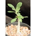 Adenium cv Renee 4-inch pots