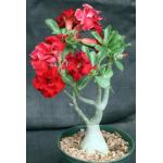 Adenium obesum cv Tropica Compact Red 6-inch pots