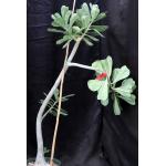 Adenium 1097 x 774 8-inch pots