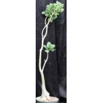 Adenium multiflorum 10-inch pots