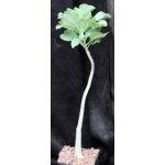 Adenium multiflorum one-gallon pots