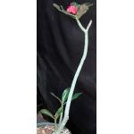 Adenium cv Nearly Perfect (MAD 776) 8-inch pots