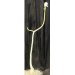 Adenium obesum cv Merrylynns White one-gallon pots