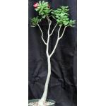Adenium obesum 12-inch pots
