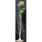 Adenium obesum 8-inch pots