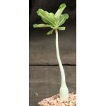 Adenium obesum cv Merrylynns Pink 4-inch pots